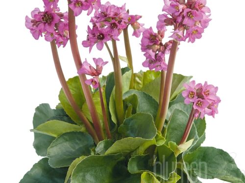 Bergenia cord. Eroica - Violettrosa Bergenie