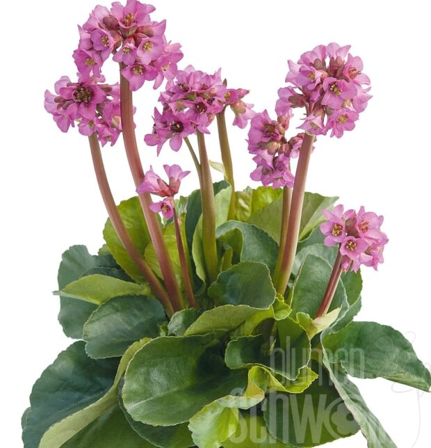 Bergenia cord. Eroica - Violettrosa Bergenie