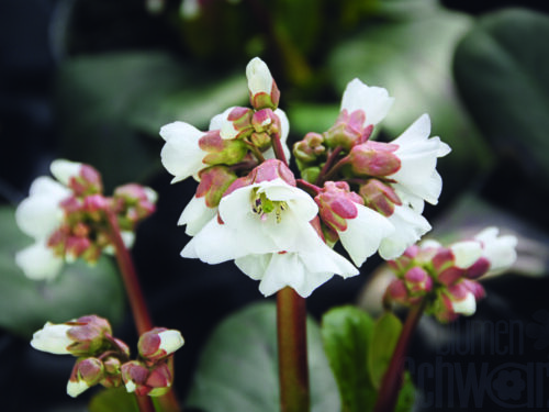 Bergenia cord. Eroica - Violettrosa Bergenie