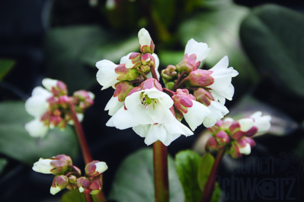 Bergenia cord. Eroica - Violettrosa Bergenie