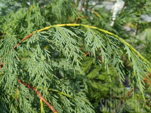 Cupressocyprais leylandii, T17 - Baumzypresse