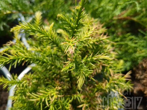 Cryptomeria japonica Vilmorin Gold, T17, Jap. Sicheltanne