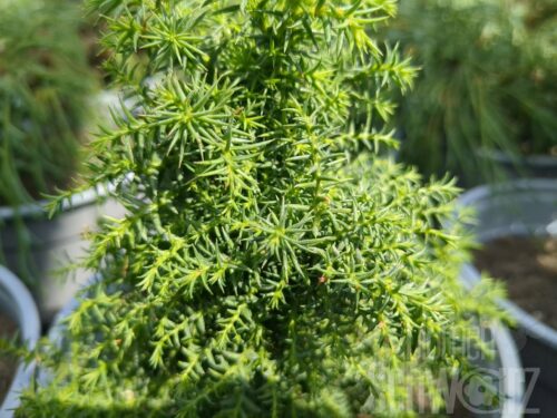 Chamaecyparis ob. Chabo-Yadori T17 - Kugel-Scheinzypresse