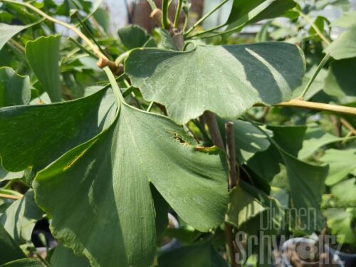 Ginkgo b. Fastigiata T17 - Säulen-Ginkgo