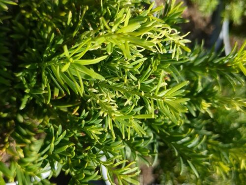 Taxus bac. Semperaurea T17 - Goldene Eibe
