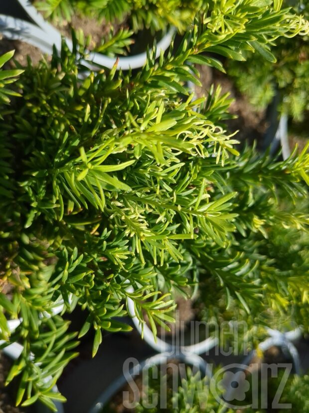 Taxus bac. Semperaurea T17 - Goldene Eibe