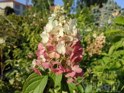 Hydrangea p. Pinky Winky T17 - Rosa Rispenhortensie
