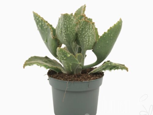 Kalanchoe beharensis