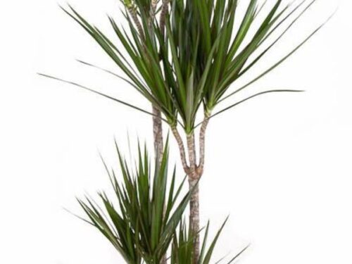 Dracaena marginata