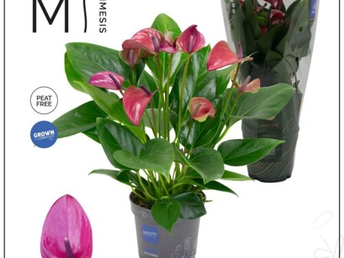 Anthurium (Andreanum Grp) Karma Purple