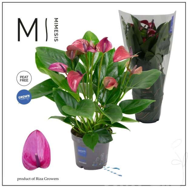 Anthurium (Andreanum Grp) Karma Purple