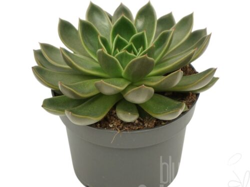 Echeveria sonstig ohne Blume Mira