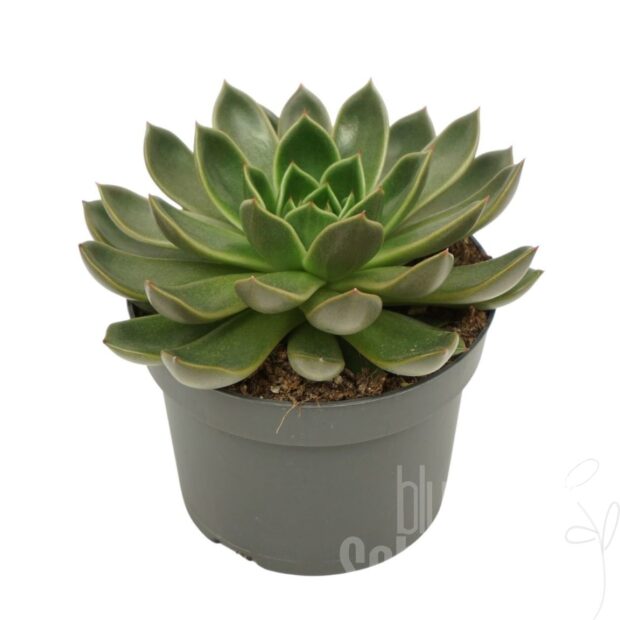 Echeveria sonstig ohne Blume Mira