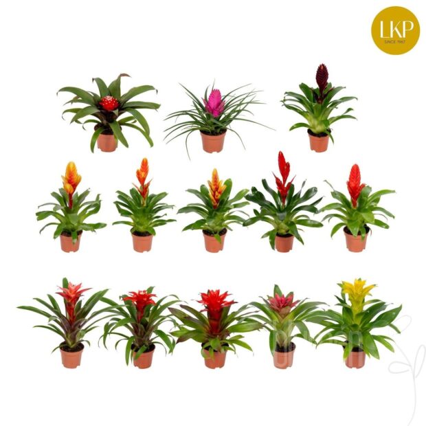 Bromelia gemischt **NEW**+ Sleeve