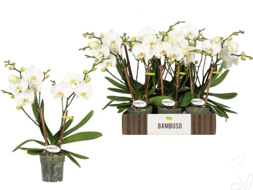 Phalaenopsis sonstig weiß Inyo