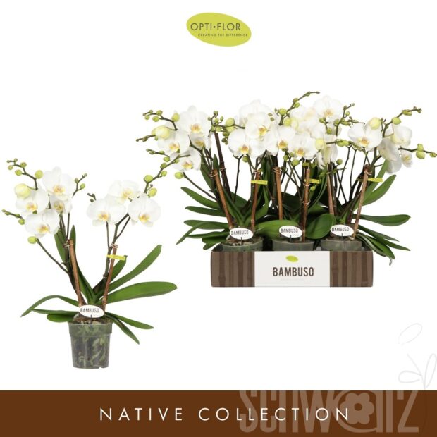 Phalaenopsis sonstig weiß Inyo