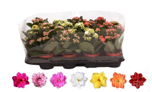 Kalanchoe gefüllt blossfeldiana Rosalina gemischt divers