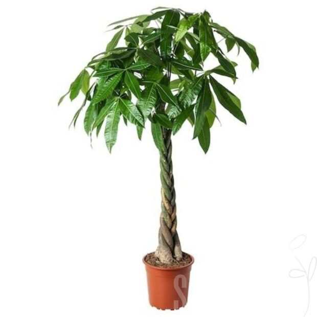 Pachira aquatica