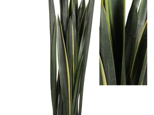 Sansevieria sonstig Black Golden