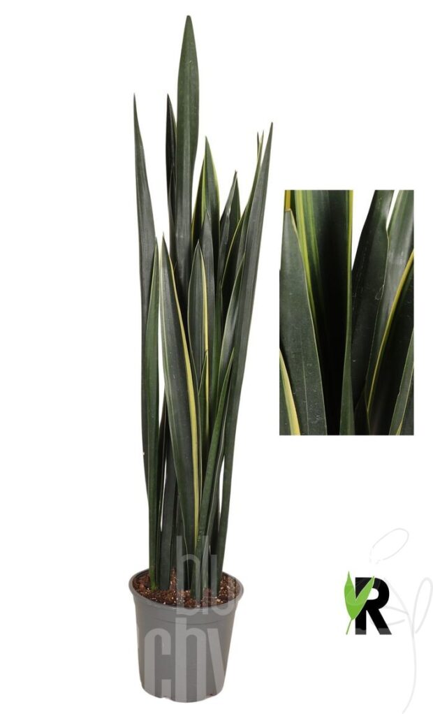 Sansevieria sonstig Black Golden