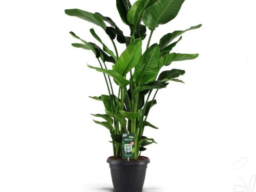 Strelitzia nicolai