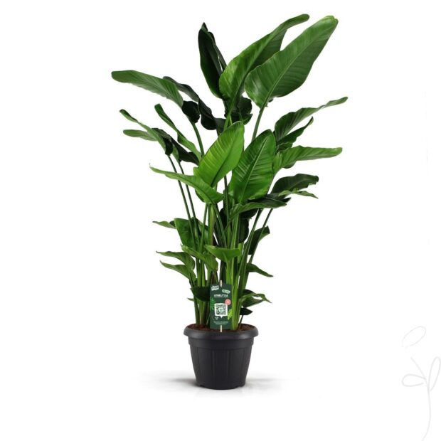 Strelitzia nicolai