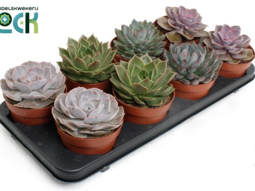 Echeveria sonstig ohne Blume mixed