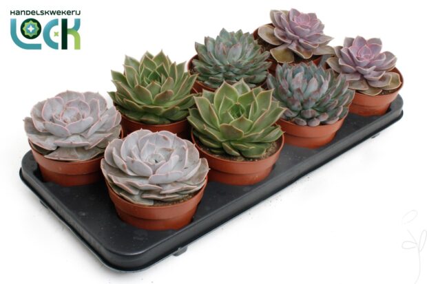 Echeveria sonstig ohne Blume mixed