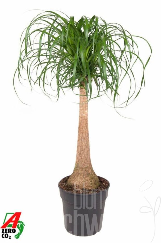 Beaucarnea recurvata