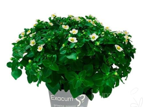 Exacum affine sonstig White