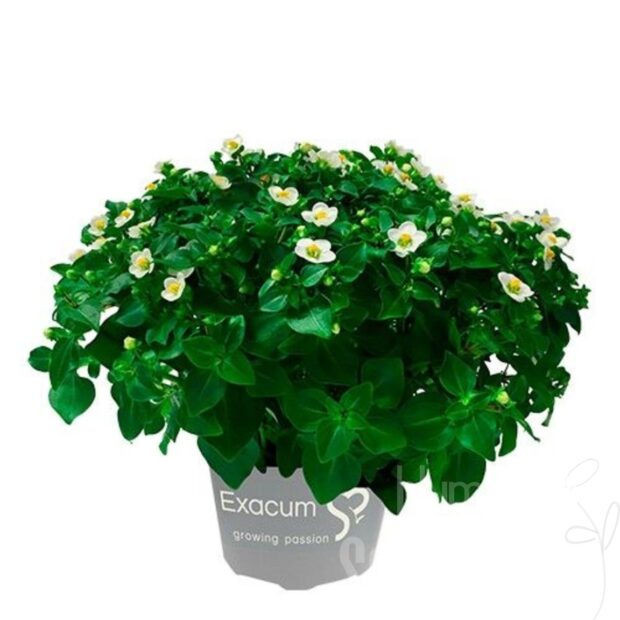 Exacum affine sonstig White