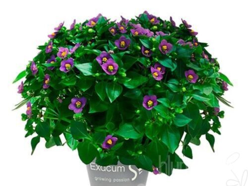 Exacum affine sonstig Blue