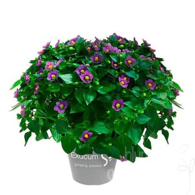 Exacum affine sonstig Blue