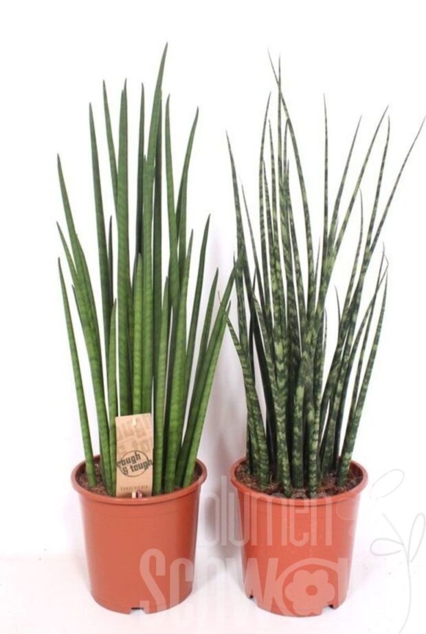 Sansevieria cylindrica sonstig Luxe mixed