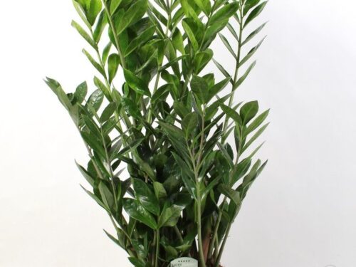 Zamioculcas zamiifolia