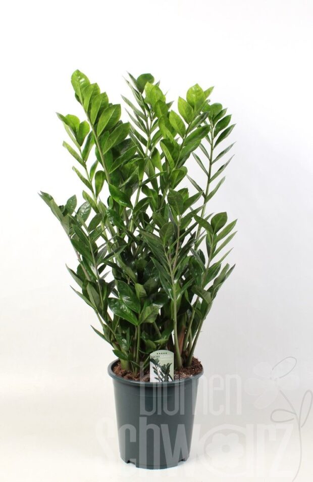 Zamioculcas zamiifolia
