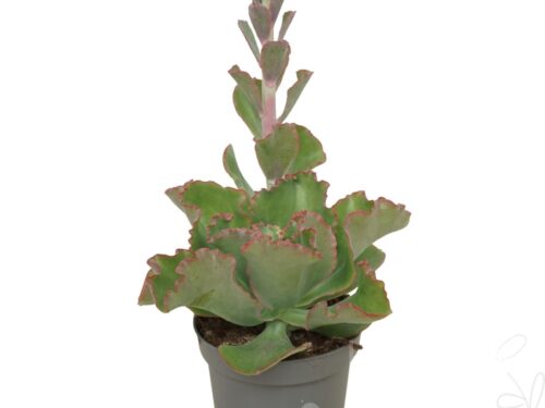 Echeveria sonstig Shaviana