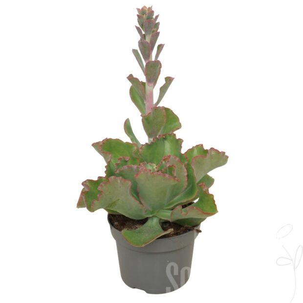 Echeveria sonstig Shaviana