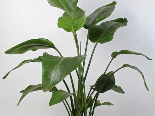 Strelitzia nicolai