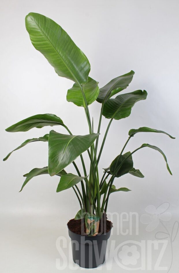 Strelitzia nicolai