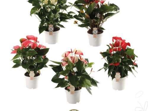 Anthurium (Andreanum Grp) gemischt 5 Farben