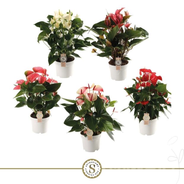 Anthurium (Andreanum Grp) gemischt 5 Farben