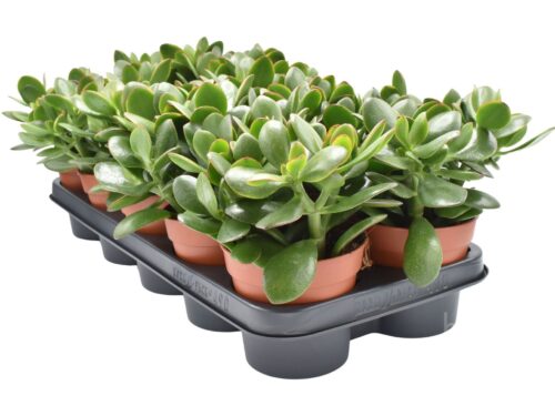 Crassula ovata -Sunset-