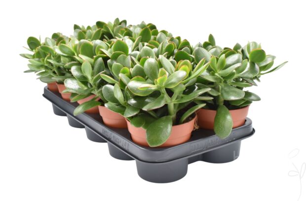 Crassula ovata -Sunset-