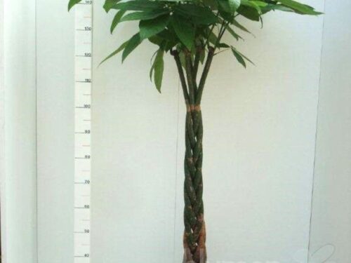 Pachira aquatica