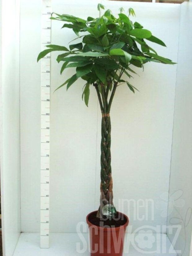 Pachira aquatica