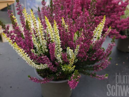 Calluna, Besenheide, 3-farbig, T12