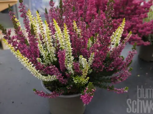 Calluna, Besenheide, 3-farbig, T12
