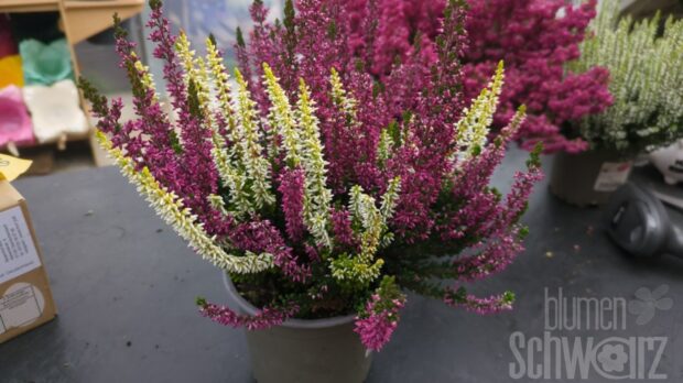 Calluna, Besenheide, 3-farbig, T12
