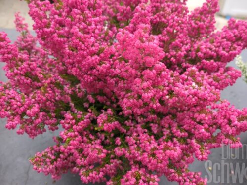 Erica gracilis, Glockenheide Erika